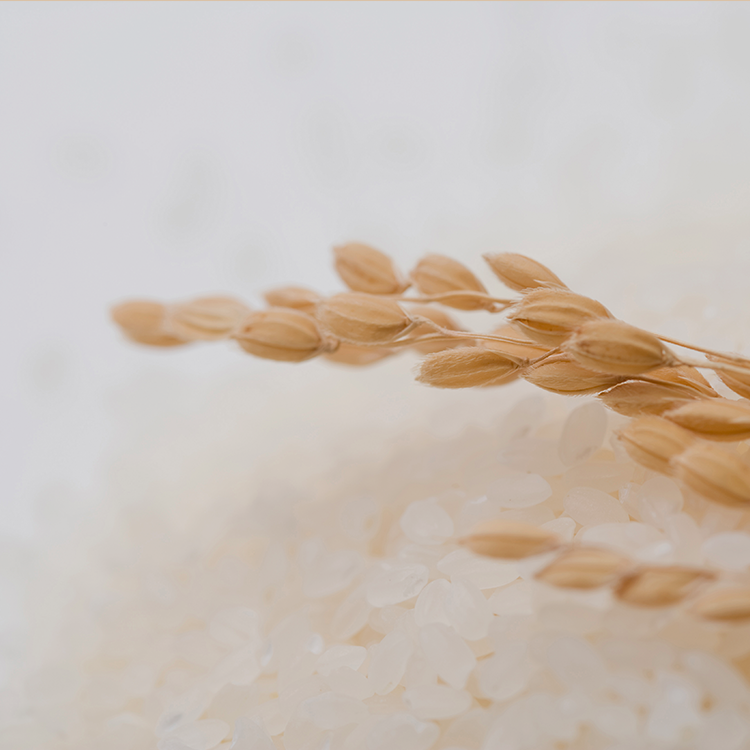 Rice